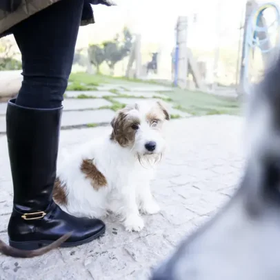 Férias relaxam os tutores, mas geram estresse nos animais