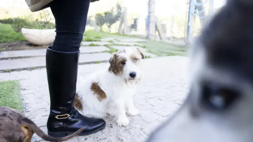 Médica veterinária deixa estratégias para diminuir a ansiedade dos animais domésticos em tempo de férias