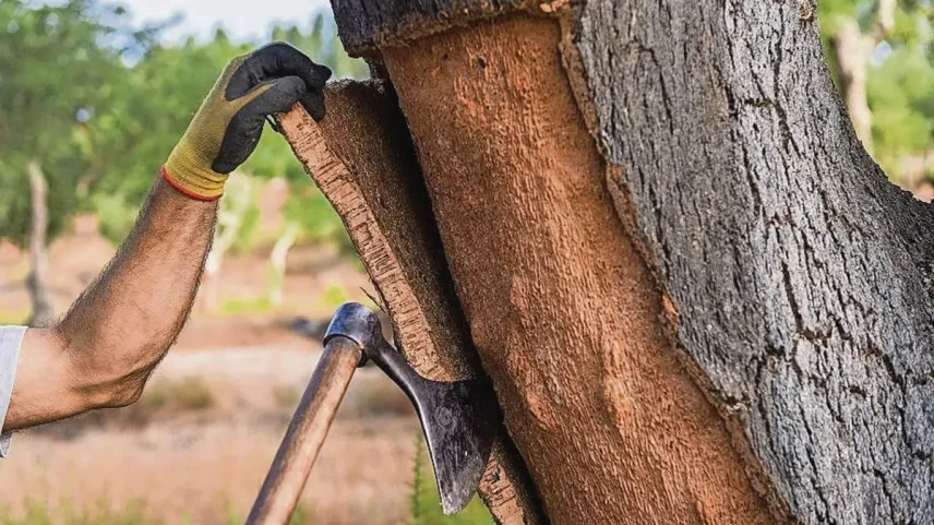 Produtores de cortiça abandonam a atividade devido à queda dos preços