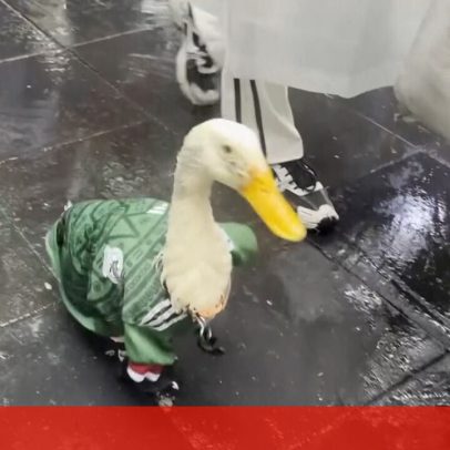Pato Merlin torna-se a mascote viral do Mundial de 2026