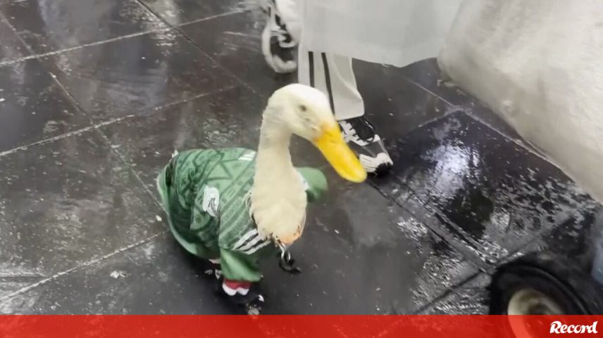 Pato Merlin torna-se a mascote viral do Mundial de 2026