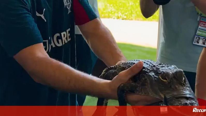 João Neves segura pequeno jacaré
