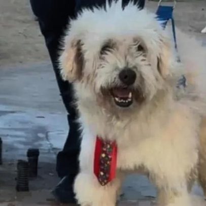 Cão vence ação contra ex-tutora e recebe indemnização por maus-tratos
