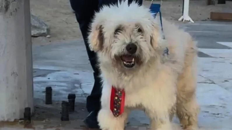 Cão vence ação contra ex-tutora e recebe indemnização por maus-tratos
