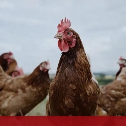 Austrália regista o primeiro caso de gripe das aves H5, em todos os continentes