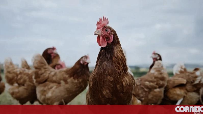 Governo da Austrália anunciou este sábado o primeiro caso de uma estirpe contagiosa da gripe das aves H5