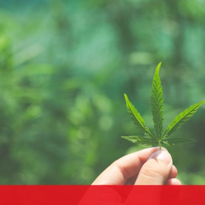 MP acusa rede internacional de tráfico que usava canábis medicinal como fachada