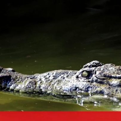 Menino de 3 anos em estado crítico após queda em crocodilos; homem detido