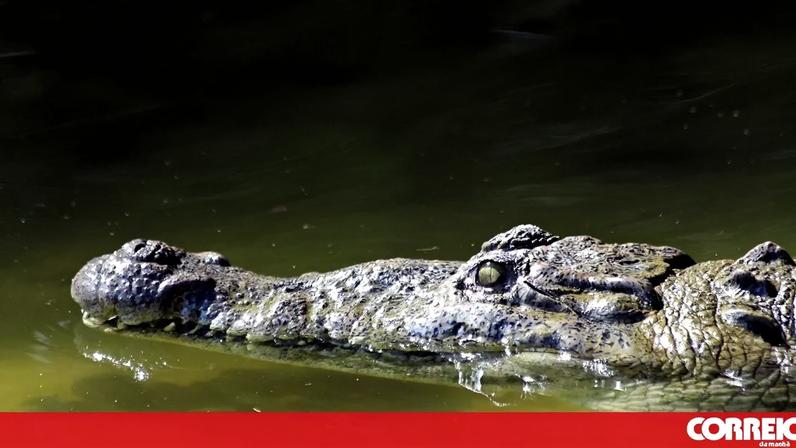 Menino de 3 anos em estado crítico após queda em crocodilos; homem detido
