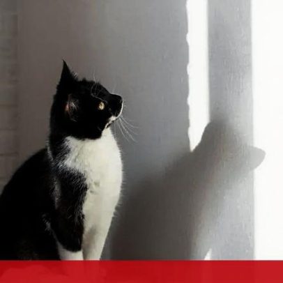 Gelatina para hidratação de gatos vence concurso no Politécnico de Coimbra
