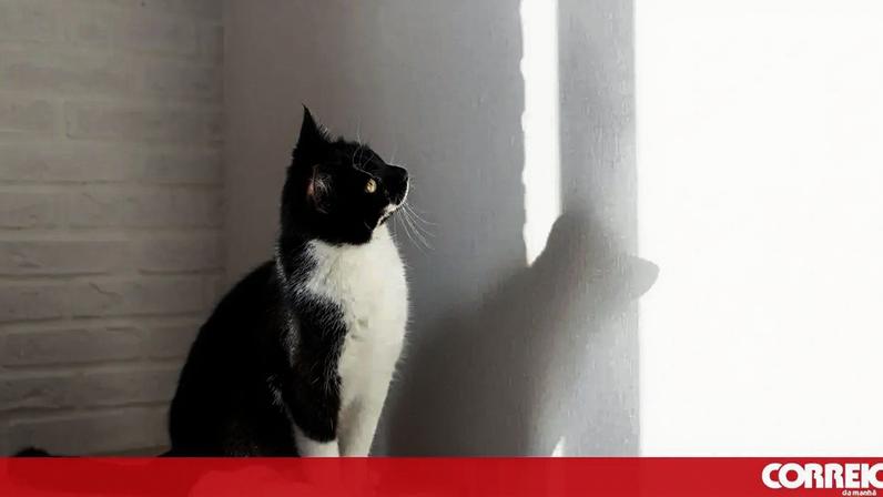 Gelatina para hidratação de gatos vence concurso no Politécnico de Coimbra