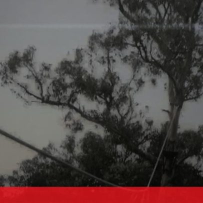 Marinha obrigada a indenizar fuzileiro em 210 mil euros por queda de eucalipto