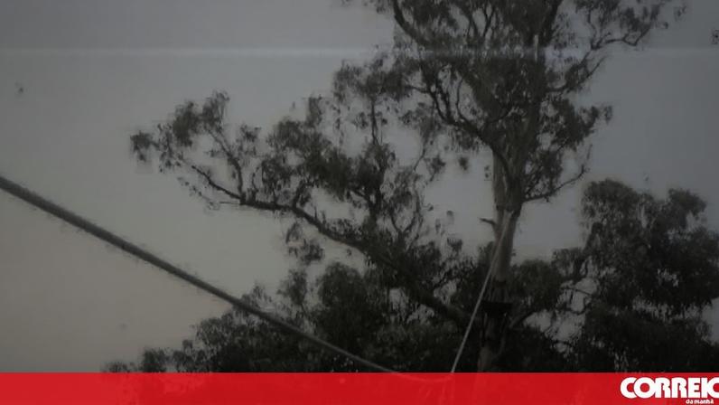 Marinha obrigada a indenizar fuzileiro em 210 mil euros por queda de eucalipto