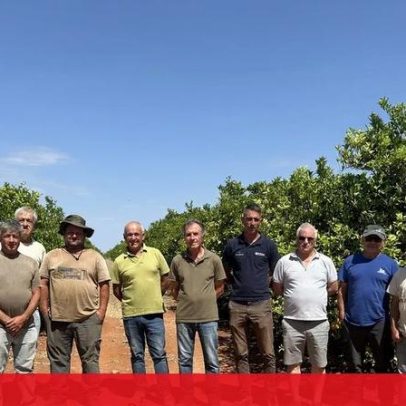 Furtos de toneladas de laranjas preocupam produtores de Silves