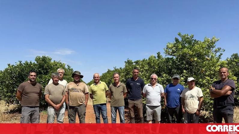 Furtos de toneladas de laranjas preocupam produtores de Silves