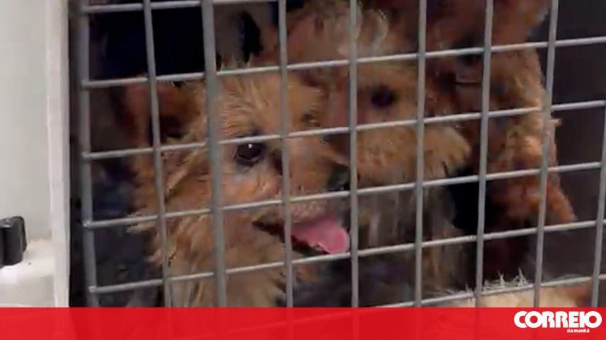 Continua resgate de mais de 300 cães em Amarante; IRA pede ajuda