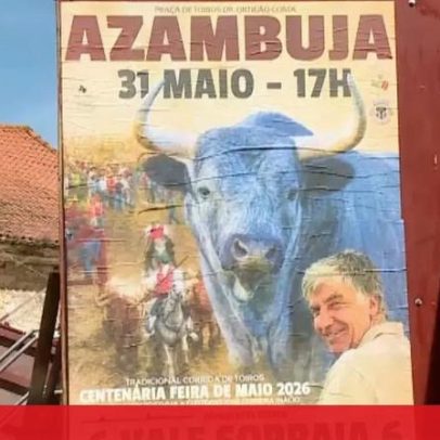 Touro solta-se fere três pessoas em Azambuja; animal já capturado