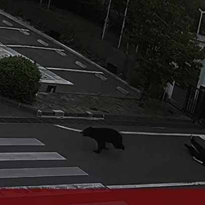Urso persegue homem, empurra-o e foge pela rua no Japão