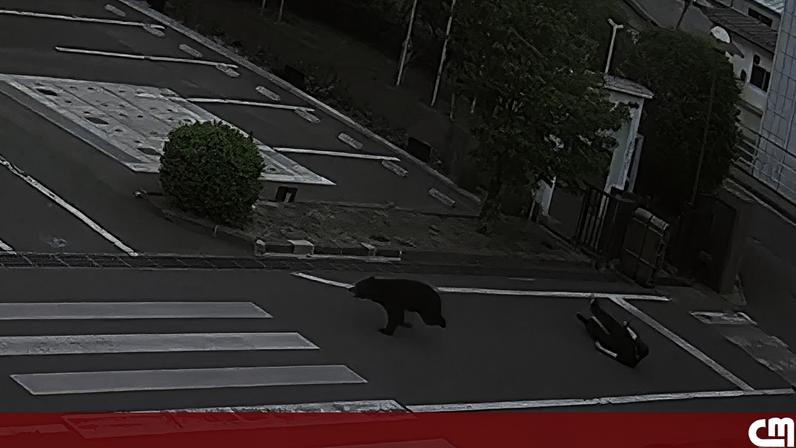 Urso persegue homem, empurra-o e foge pela rua no Japão
