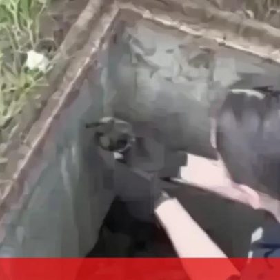 Polícia de Nova Iorque resgata patos bebés presos em esgoto e reúne-os com a mãe