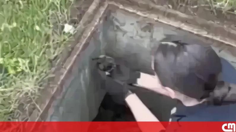 Polícia de Nova Iorque resgata patos bebés presos num sistema de drenagem na Academia de Polícia, este sábado. Os animais foram retirados em segurança pelos agentes e posteriormente reunidos com a mãe.