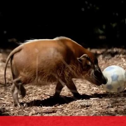 Animais do Brookfield Zoo preparam-se para o Mundial de futebol