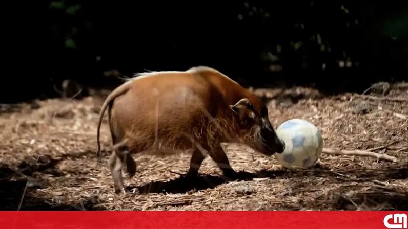 Animais do jardim zoológico de Brookfield 'preparam-se' para o Mundial de futebol