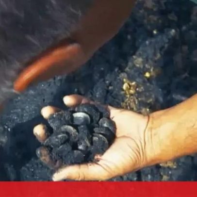 Alerta sobre amêijoa ilegal do Tejo: não compre diretamente a apanhadores