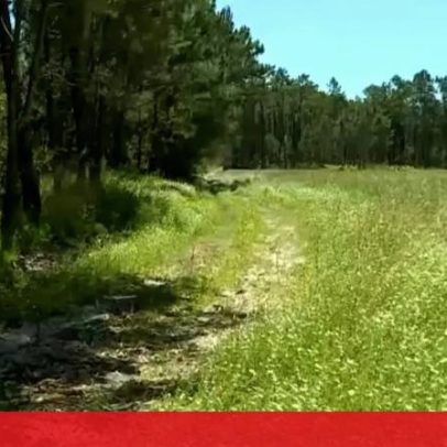Homem encontrado morto em pinhal em Montemor-o-Velho pode ter morrido por drogas