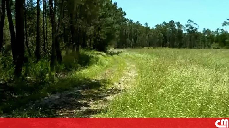 Homem encontrado morto em pinhal em Montemor-o-Velho pode ter morrido por drogas