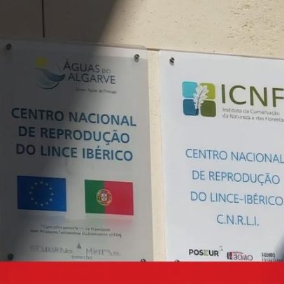 Continuidade do projeto de recuperação do lince-ibérico em causa