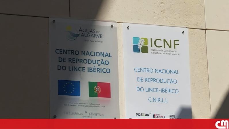 Continuidade do projeto de recuperação do lince-ibérico em causa
