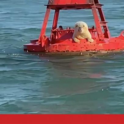 Foca-comum do Mar do Norte avistada na Ria Formosa, Algarve