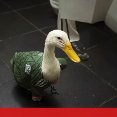 Pato Merlin, mascote viral, conquista atenção no Mundial 2026