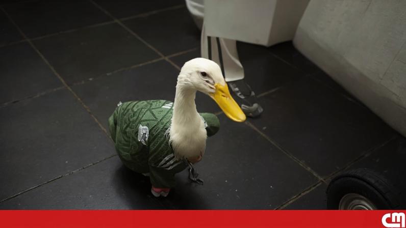 Pato Merlin, conhecido no México, torna-se na mascote viral do Mundial 2026