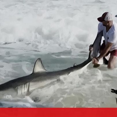 Pescador liberta tubarão-branco após captura acidental nos EUA