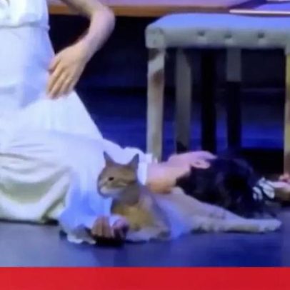 Gato invade palco e torna-se protagonista inesperado de Romeu e Julieta