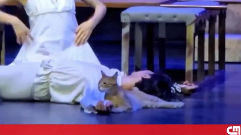 Gato invade palco e torna-se protagonista inesperado de Romeu e Julieta
