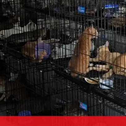 Polícia vietnamita desmantela rede de tráfico de carne de gato e resgata 400 animais