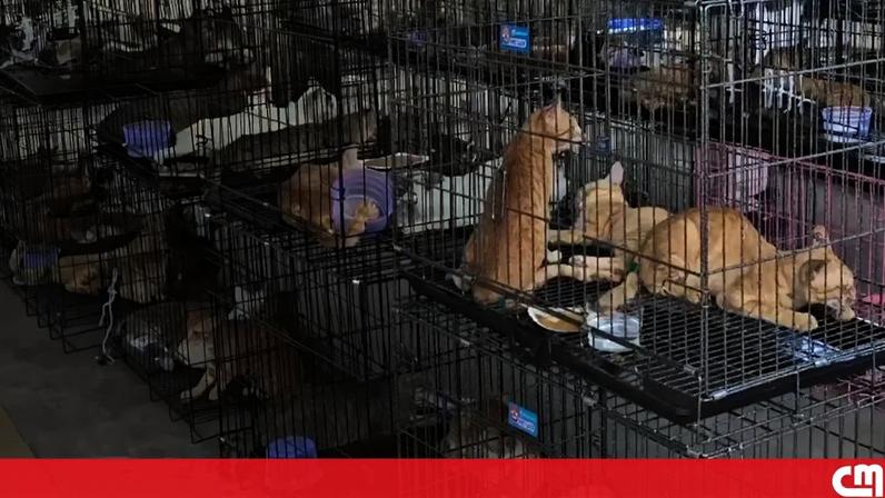 Polícia vietnamita desmantela rede de tráfico de carne de gato e resgata 400 animais