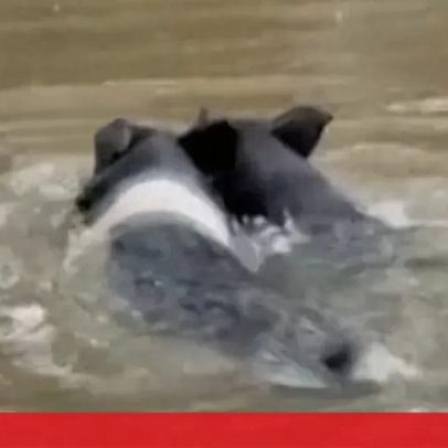 Porcos nadam para escapar de cheias provocadas pela tempestade Arthur