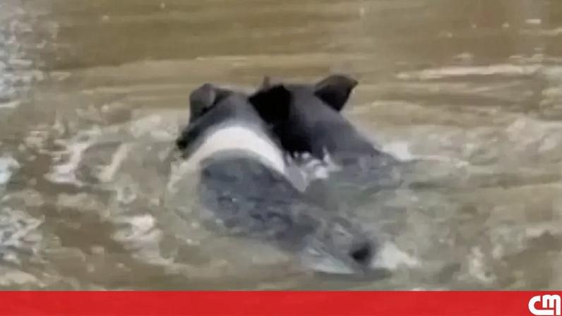 Porcos nadam para escapar de cheias provocadas pela tempestade Arthur