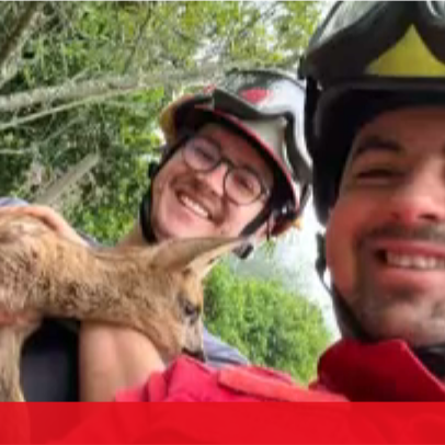 Veado bebé resgatado de poço pelos bombeiros em Coimbra