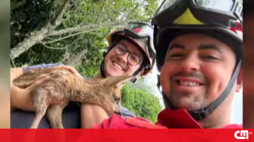 Veado bebé resgatado de poço pelos bombeiros em Coimbra