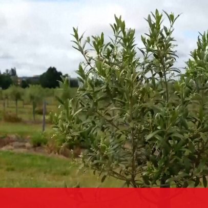 Reino Unido produz primeiro azeite virgem extra com o aquecimento climático