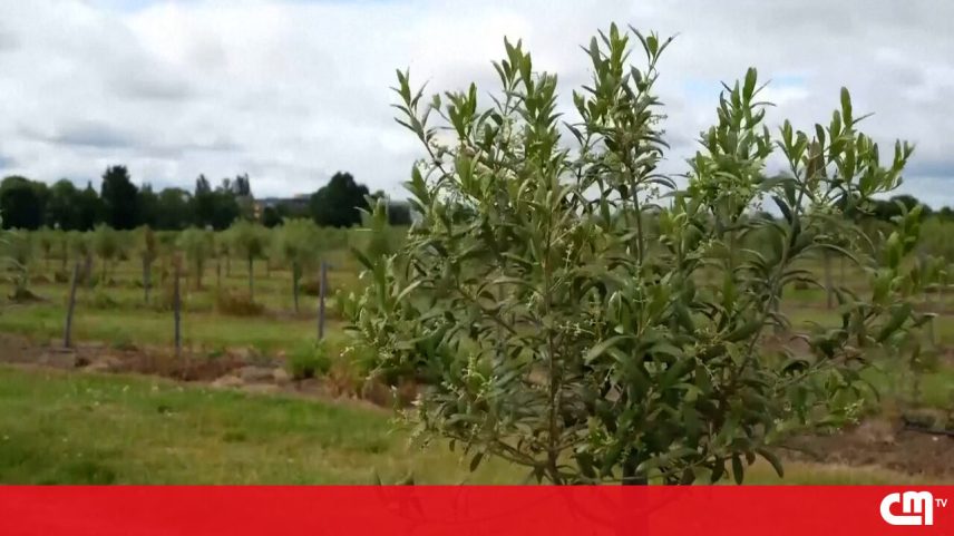 Reino Unido produz primeiro azeite virgem extra com o aquecimento climático