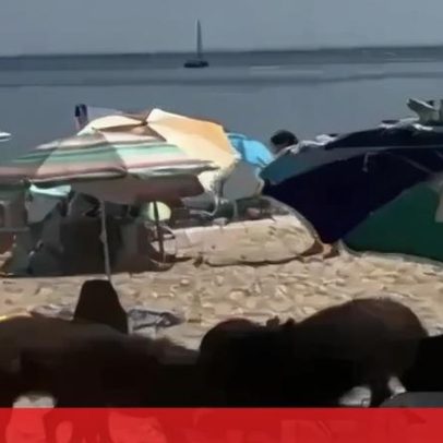 Javalis invadem praia de Portinho da Arrábida para roubar comida aos banhistas