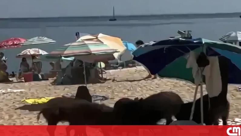 Javalis invadem praia de Portinho da Arrábida para roubar comida aos banhistas