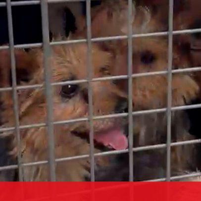 Cães resgatados de fábrica de animais por maus-tratos são apresentados