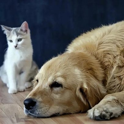 Como manter o seu animal de estimação seguro durante o calor extremo